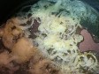 garganelli paglia e fieno ai peperoni garganelli paglia e fieno ai peperoni